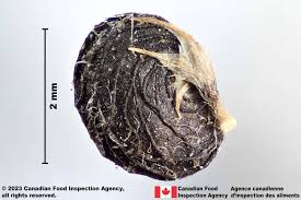 Attēlu rezultāti vaicājumam “Medicago lupulina bud”