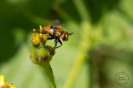 Attēlu rezultāti vaicājumam “Gymnosoma sp.”