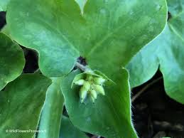 Attēlu rezultāti vaicājumam “Hepatica nobilis”