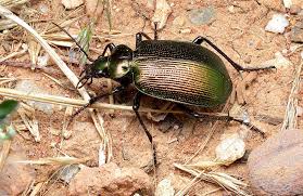 Attēlu rezultāti vaicājumam “Carabidae”