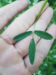 Attēlu rezultāti vaicājumam “Melilotus officinalis leaf”