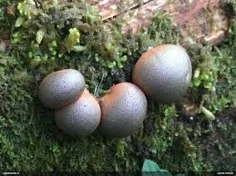 Attēlu rezultāti vaicājumam “Lycogala sphaeroconicum macro”