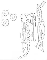 Attēlu rezultāti vaicājumam “Pseudoplectania nigrella”