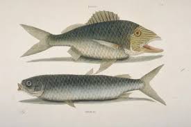 Image result for Haemulon plumierii