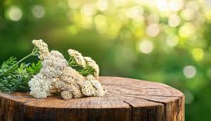 Attēlu rezultāti vaicājumam “Achillea salicifolia leaf”