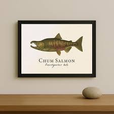 Image result for Oncorhynchus keta