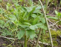 Attēlu rezultāti vaicājumam “Paeoniaceae”