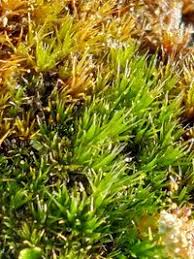 Attēlu rezultāti vaicājumam “Campylopus introflexus”