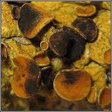 Attēlu rezultāti vaicājumam “Xanthoriicola physciae”