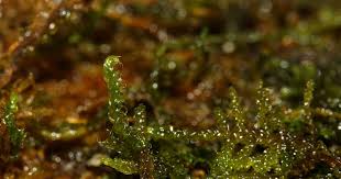 Attēlu rezultāti vaicājumam “Serpoleskea confervoides”