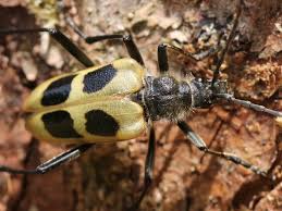 Attēlu rezultāti vaicājumam “Pachyta quadrimaculata”