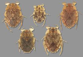 Attēlu rezultāti vaicājumam “Heteroptera”