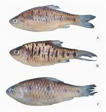 Image result for Cyprinus multitaeniatus