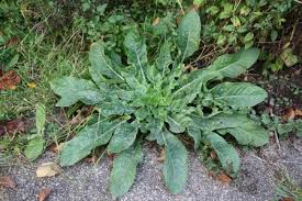 Image result for Nachtkerze