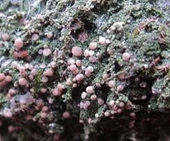 Attēlu rezultāti vaicājumam “Icmadophila ericetorum”