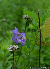 Attēlu rezultāti vaicājumam “Lathyrus palustris flower”
