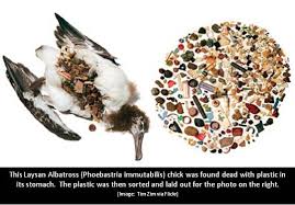 Image result for albatross dead chick