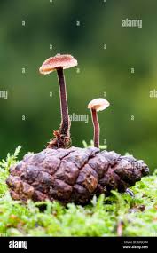 Attēlu rezultāti vaicājumam “Auriscalpium vulgare”