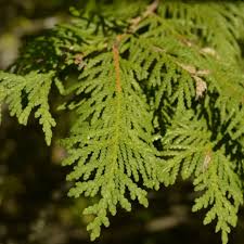 Attēlu rezultāti vaicājumam “Thuja occidentalis leaf”