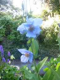 Image result for Meconopsis betonicifolia