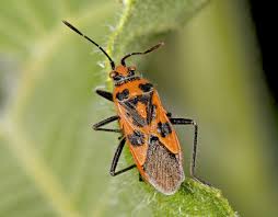 Attēlu rezultāti vaicājumam “Corizus hyoscyami”