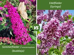 Image result for flieder