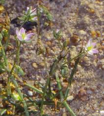 Attēlu rezultāti vaicājumam “Spergularia marina leaf”