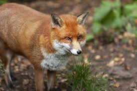 Attēlu rezultāti vaicājumam “Vulpes vulpes  adult”