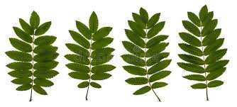 Attēlu rezultāti vaicājumam “Sorbus aucuparia leaf”