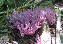 Attēlu rezultāti vaicājumam “Clavulina amethystina”