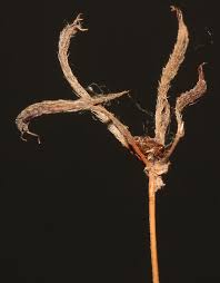 Attēlu rezultāti vaicājumam “Epermeniidae”