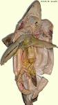 BIO370-Shark Dissection