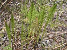 Attēlu rezultāti vaicājumam “Equisetum”