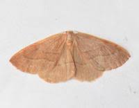 Attēlu rezultāti vaicājumam “Hylaea fasciaria”