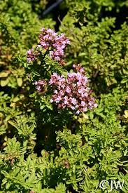 Attēlu rezultāti vaicājumam “Origanum majorana flower”
