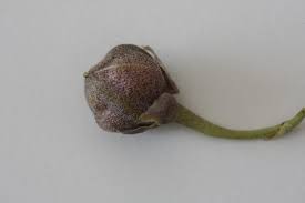 Attēlu rezultāti vaicājumam “Viola odorata bud”