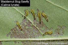 Attēlu rezultāti vaicājumam “Caliroa annulipes larva”