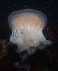 Image result for Phacellophora camtschatica