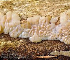 Attēlu rezultāti vaicājumam “Exidia thuretiana”