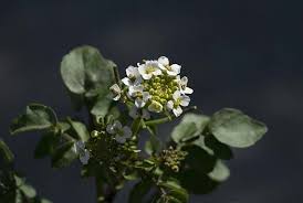 Image result for Rorippa nasturtium-aquaticum