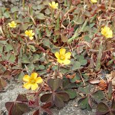 Attēlu rezultāti vaicājumam “Oxalis corniculata”