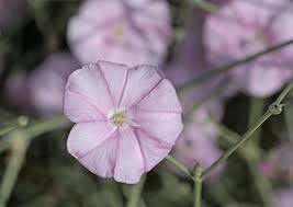 Attēlu rezultāti vaicājumam “Exobasidium splendidum”