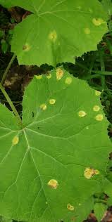 Attēlu rezultāti vaicājumam “Puccinia poarum”