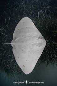 Image result for Gymnura altavela