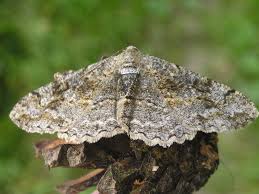 Attēlu rezultāti vaicājumam “Alcis repandata”