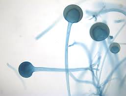 Attēlu rezultāti vaicājumam “Lophozia badensis sporophyte”