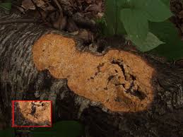 Attēlu rezultāti vaicājumam “Fuligo septica var. rufa”