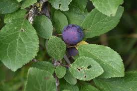 Attēlu rezultāti vaicājumam “Prunus domestica subsp. domestica leaf”
