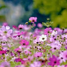 Image result for Schmuckkörbchen