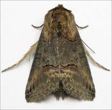 Attēlu rezultāti vaicājumam “Abrostola triplasia”